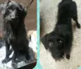Neguinho
