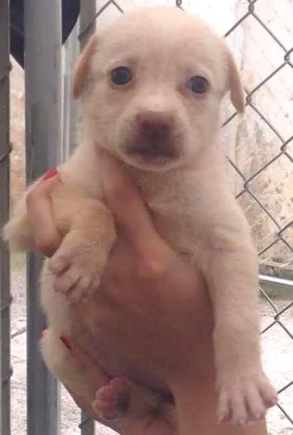 Cachorro ra a SRD idade Abaixo de 2 meses nome Amendoim