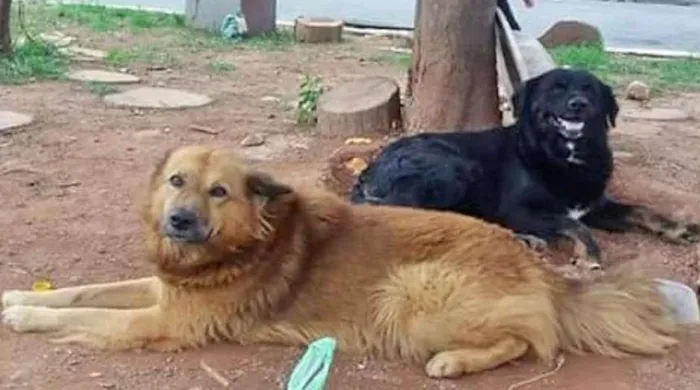 Cachorro ra a srd idade 2 anos nome Leon e Lino