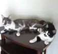 Tifany e Jolie 