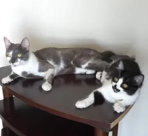 Gato raça Vira lata idade 7 a 11 meses nome Tifany e Jolie 