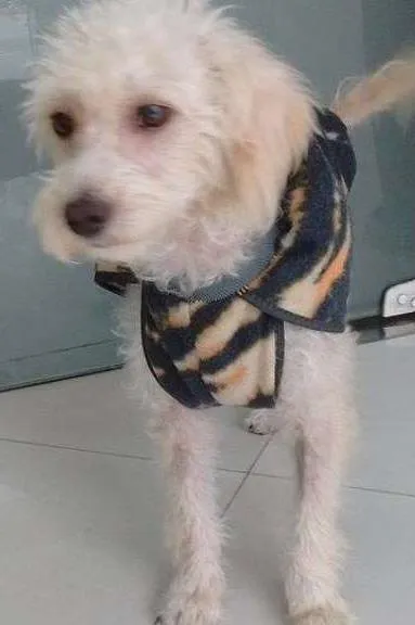 Cachorro ra a Poodle idade 1 ano nome Sissa 