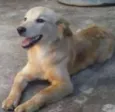 Fofa e Pretinha