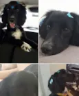 Pipa