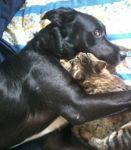 Cachorro ra a Sem Raça Definida idade 2 a 6 meses nome Billy