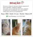 Gato