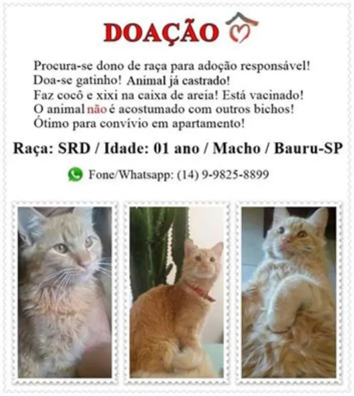 Gato ra a SRD idade 1 ano nome Gato