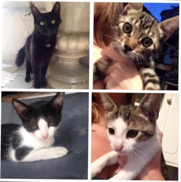 Gato ra a Vida lata  idade 2 a 6 meses nome Não tem