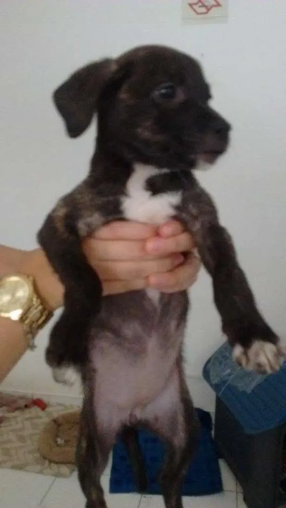 Cachorro ra a SRD idade 2 a 6 meses nome Kiara