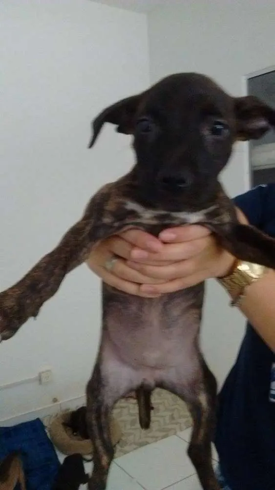 Cachorro ra a SRD idade 2 a 6 meses nome Kiara