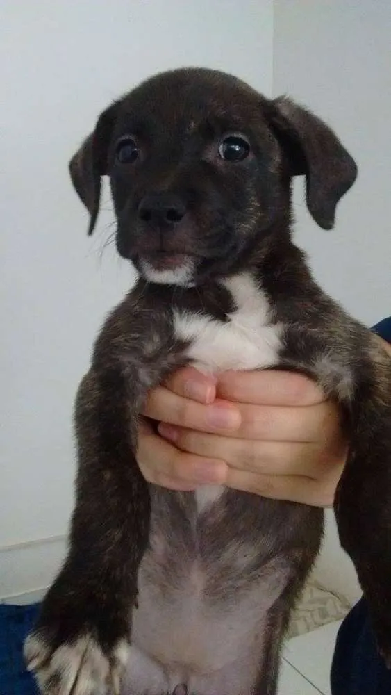 Cachorro ra a SRD idade 2 a 6 meses nome Kiara
