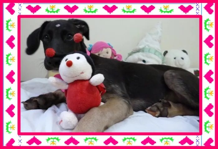 Cachorro ra a Pastor alemao idade 2 a 6 meses nome kika