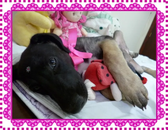 Cachorro ra a Pastor alemao idade 2 a 6 meses nome kika