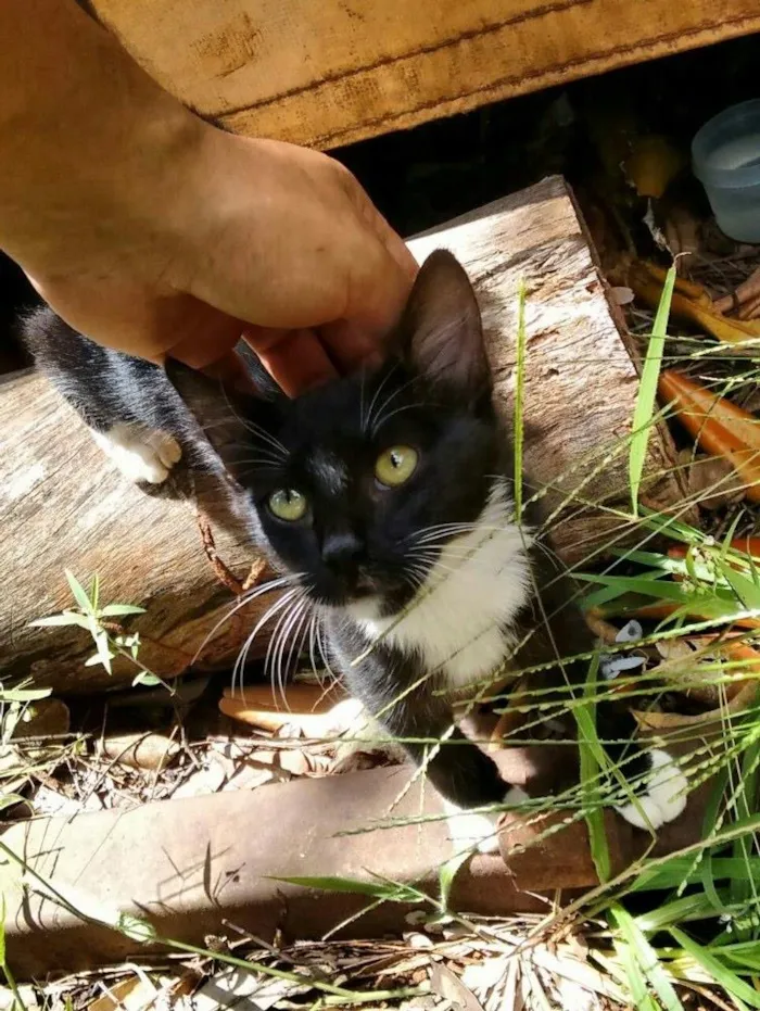 Gato raça SRD idade Abaixo de 2 meses nome Frajolinha