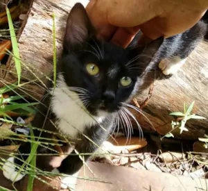 Gato raça SRD idade Abaixo de 2 meses nome Frajolinha