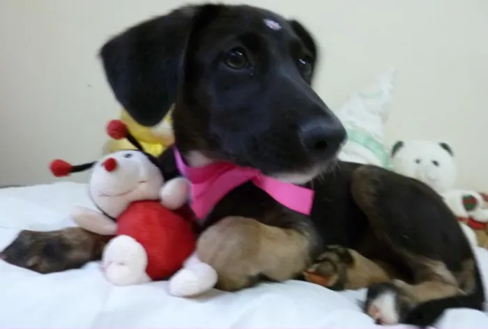 Cachorro ra a Pastor alemao idade 2 a 6 meses nome kika