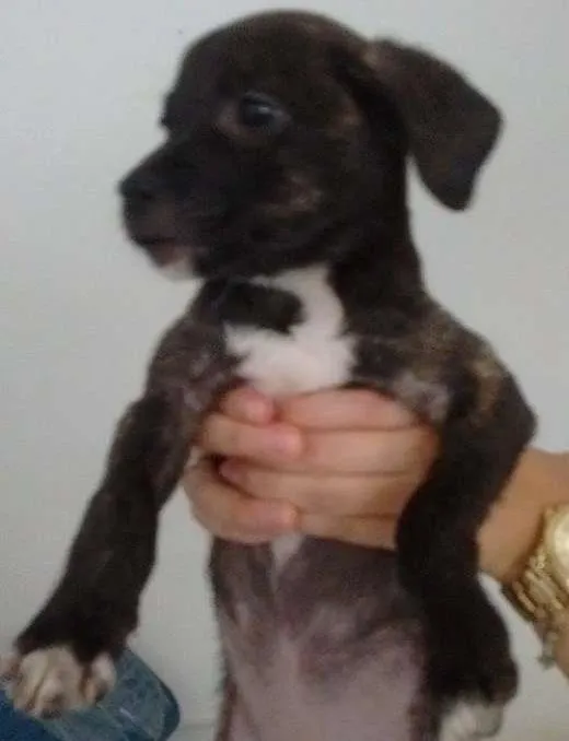 Cachorro ra a SRD idade 2 a 6 meses nome Kiara