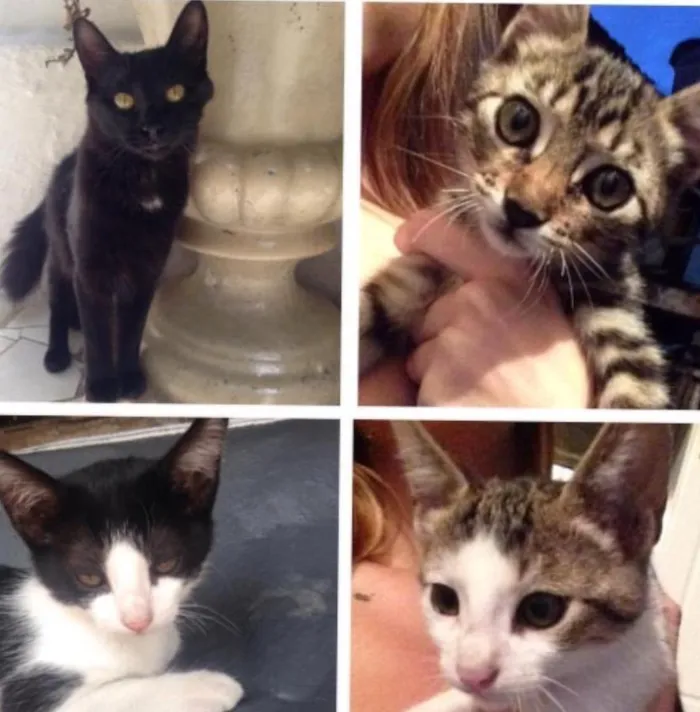 Gato ra a Vida lata  idade 2 a 6 meses nome Não tem