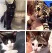 Gato raça Vida lata  idade 2 a 6 meses nome Não tem