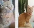 Gato