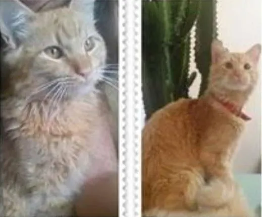 Gato ra a SRD idade 1 ano nome Gato