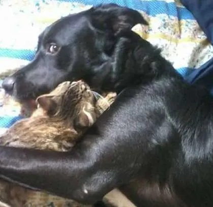 Cachorro ra a Sem Raça Definida idade 2 a 6 meses nome Billy