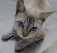 Adote Xuxa Castrada