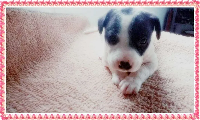Cachorro ra a SRD idade Abaixo de 2 meses nome Sem Nome