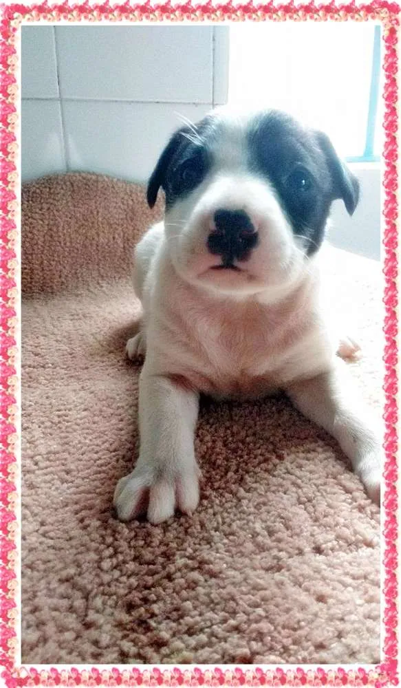 Cachorro ra a SRD idade Abaixo de 2 meses nome Sem Nome