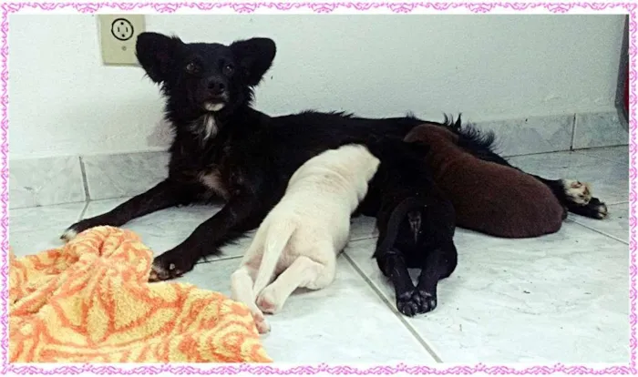 Cachorro ra a SRD idade Abaixo de 2 meses nome Sem Nome