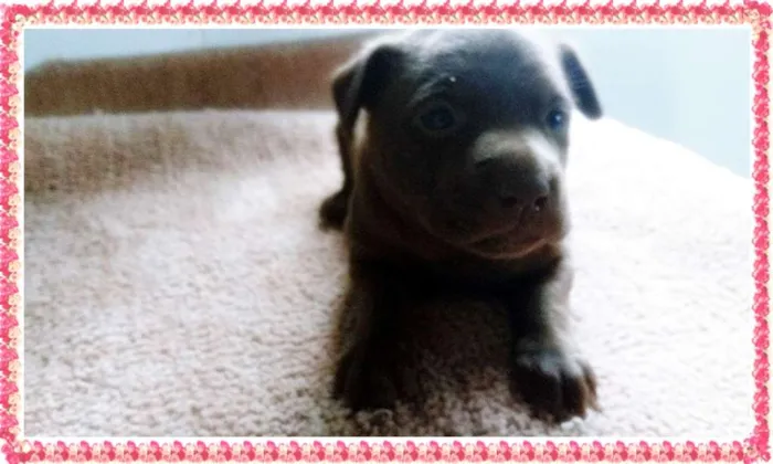Cachorro ra a SRD idade Abaixo de 2 meses nome Sem Nome