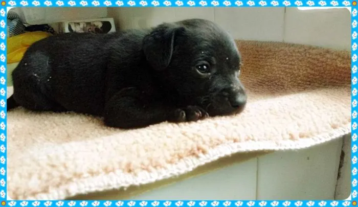 Cachorro ra a SRD idade Abaixo de 2 meses nome Sem Nome