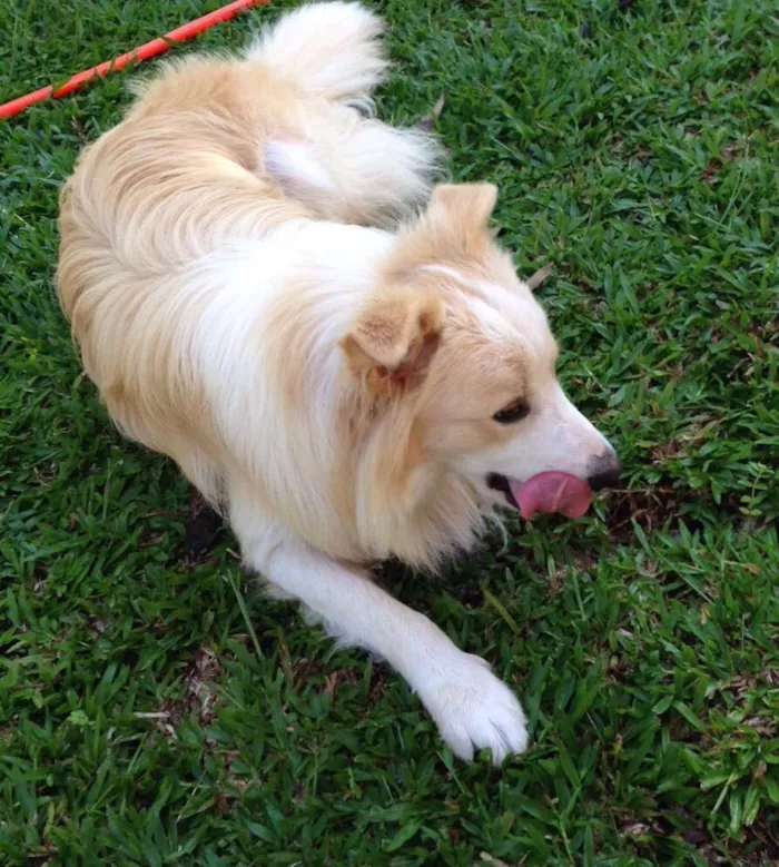 Cachorro ra a Boder Collie idade 1 ano nome Bil