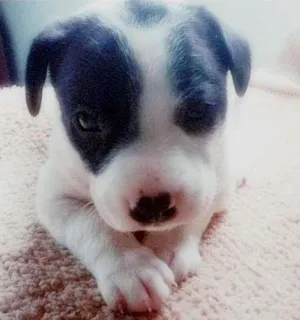 Cachorro raça SRD idade Abaixo de 2 meses nome Sem Nome