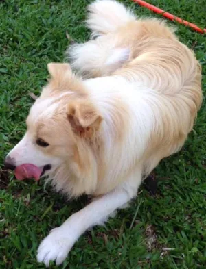 Cachorro raça Boder Collie idade 1 ano nome Bil