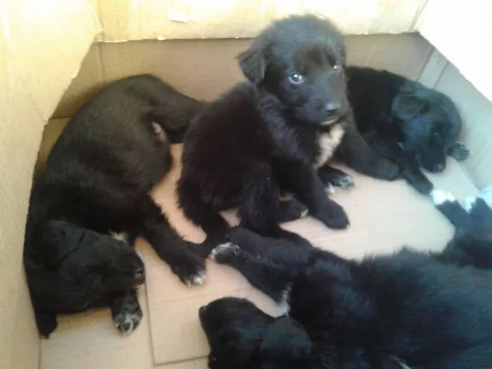 Cachorro ra a sem raça  idade Abaixo de 2 meses nome filhotes