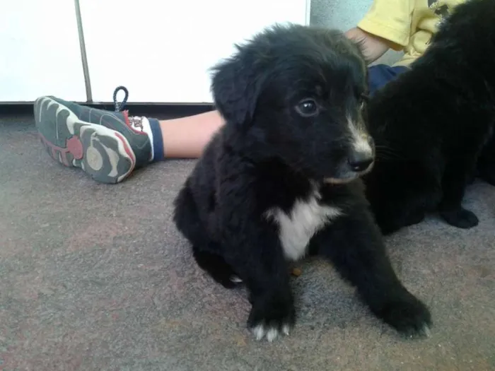 Cachorro ra a sem raça  idade Abaixo de 2 meses nome filhotes