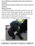 filhotes