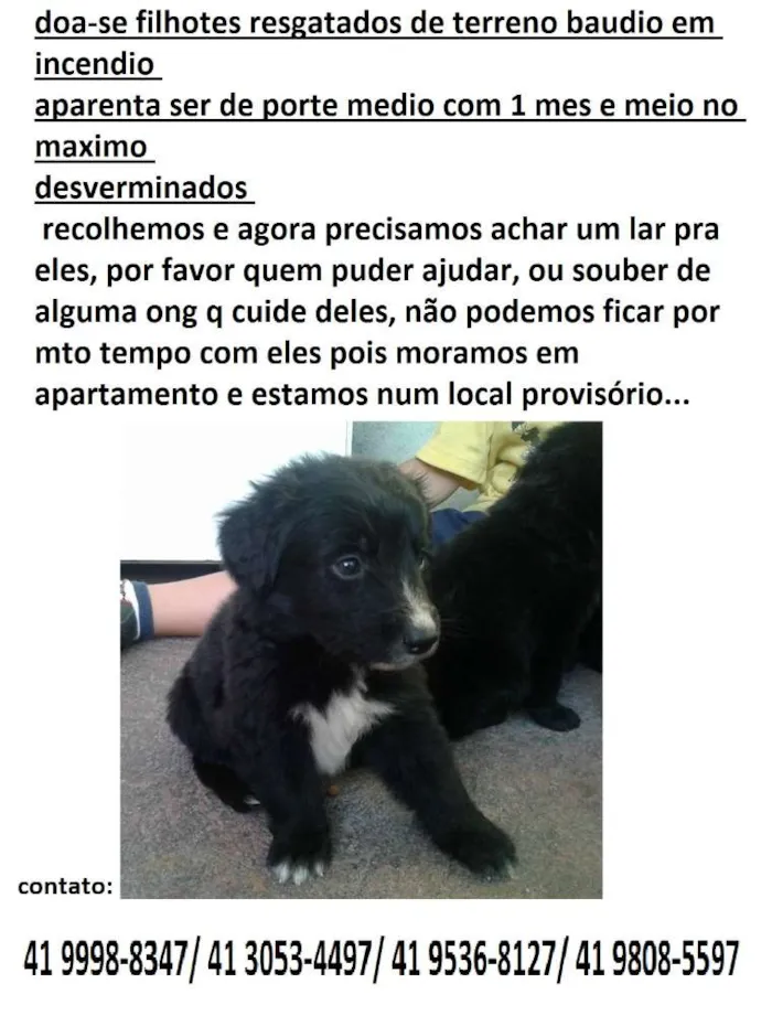 Cachorro ra a sem raça  idade Abaixo de 2 meses nome filhotes