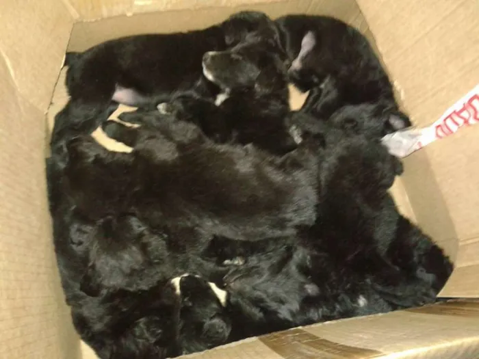 Cachorro ra a sem raça  idade Abaixo de 2 meses nome filhotes