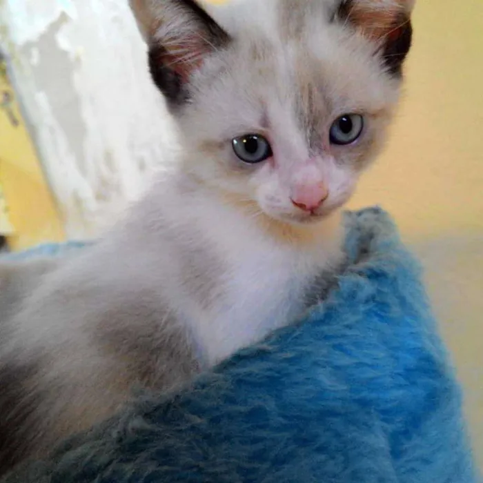 Gato ra a SRD idade Abaixo de 2 meses nome MARIA