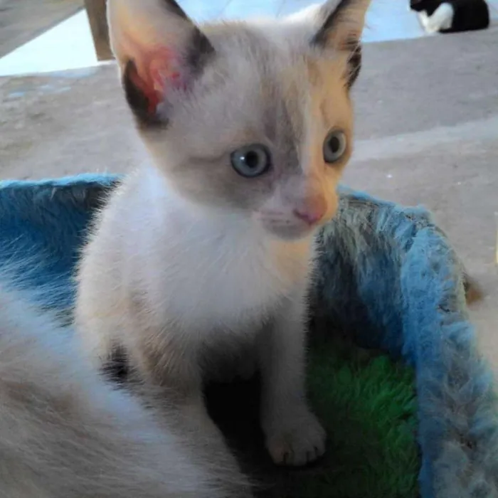 Gato ra a SRD idade Abaixo de 2 meses nome MARIA