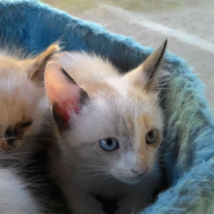 Gato ra a SRD idade Abaixo de 2 meses nome MARIA