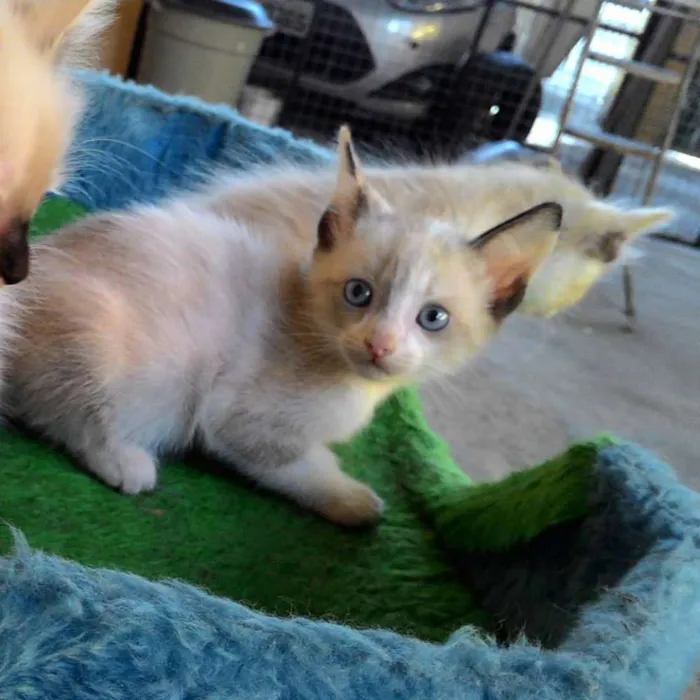 Gato ra a SRD idade Abaixo de 2 meses nome MARIA