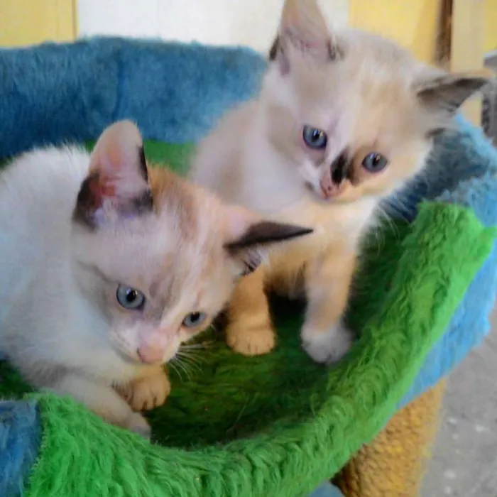 Gato ra a SRD idade Abaixo de 2 meses nome MARIA