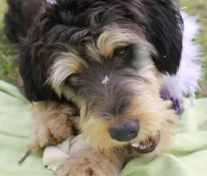 Cachorro raça Indefinida  idade 1 ano nome Rebeca