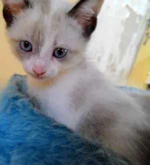 Gato raça SRD idade Abaixo de 2 meses nome MARIA