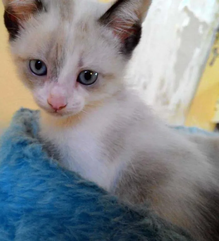 Gato ra a SRD idade Abaixo de 2 meses nome MARIA