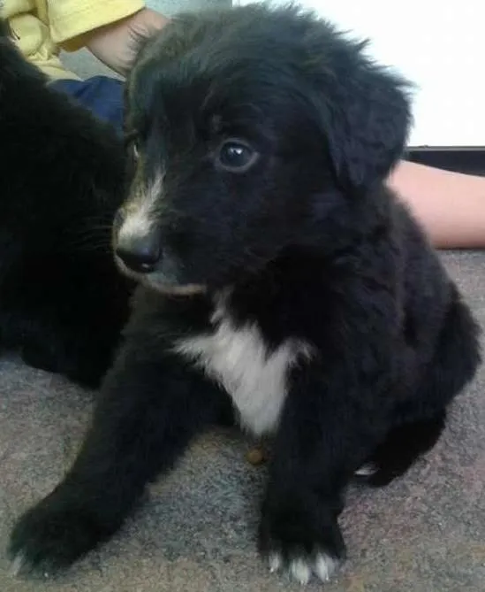 Cachorro ra a sem raça  idade Abaixo de 2 meses nome filhotes