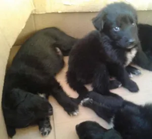Cachorro raça sem raça  idade Abaixo de 2 meses nome filhotes